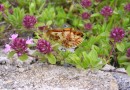 Boloria graeca ©  S.Beshkov